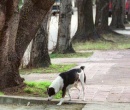 Castración a perros y gatos