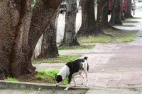 Castración a perros y gatos