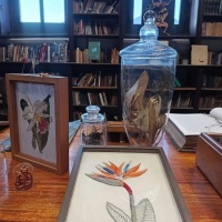 Curiosa Naturalia