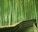 Camino entre cañas de bambú en jardín de Tokio