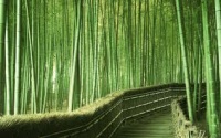 Camino entre cañas de bambú en jardín de Tokio