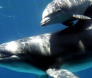 Los delfines "tursiops" se llaman unos a otros por su "nombre"