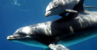 Los delfines "tursiops" se llaman unos a otros por su "nombre"