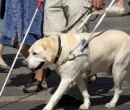 Reglamentación para el uso de los perros guías en la vía pública