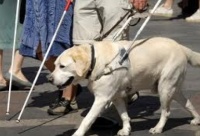 Reglamentación para el uso de los perros guías en la vía pública