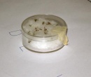 Imagen que muestra el mosquito transmisor del dengue
