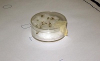 Imagen que muestra el mosquito transmisor del dengue
