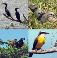 Curso de Aves, Conservación y Sistemas de Información Geográfica