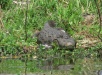 Fauna en Rincón de Franquía