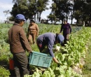 Día del trabajador rural