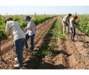 Día del Trabajador Rural