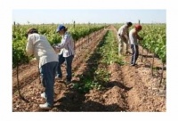 Día del Trabajador Rural