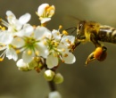 20 de mayo: Día Mundial de las Abejas