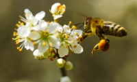 20 de mayo: Día Mundial de las Abejas